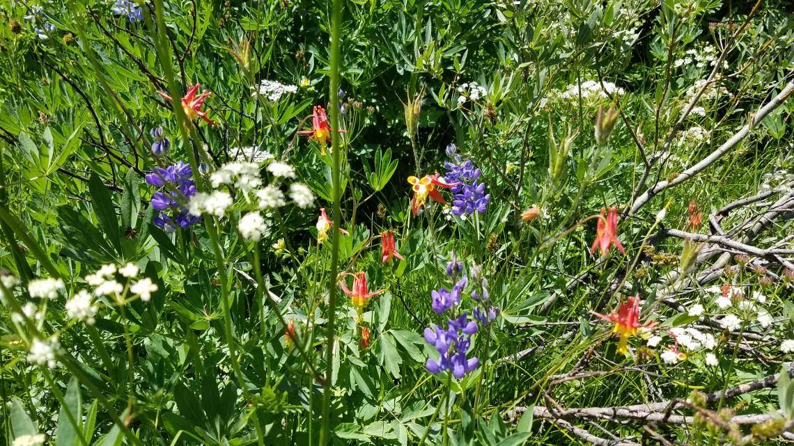 Cedar Flat, Ridgewood Highlands, and Carnelian Heights