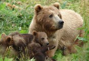 mama_bear_with_cubsx