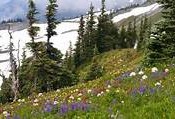 alpine meadows 4