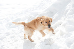 squawdog-squaw-avalanche-rescue-dog