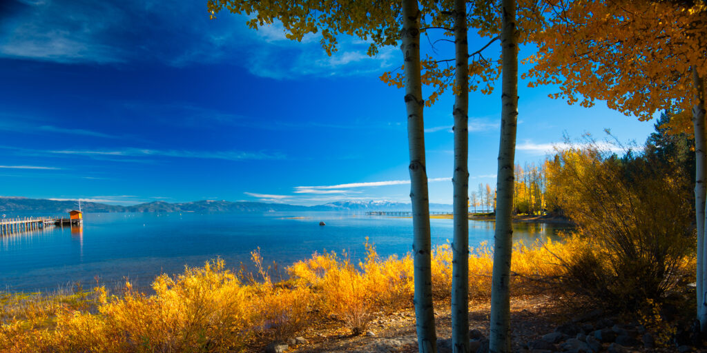 Trees at the lakeside in Tahoe City